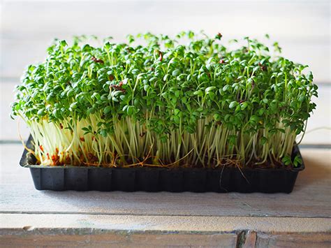 Cress – sources, health benefits, nutrients, uses and constituents at NaturalPedia.com