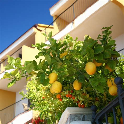 Eureka Lemon Tree | Eureka lemon tree, Eureka lemon, Growing grapes