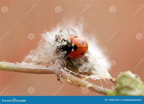 Lady Bug Walking on a Flower Stem Stock Photo - Image of photograph ...