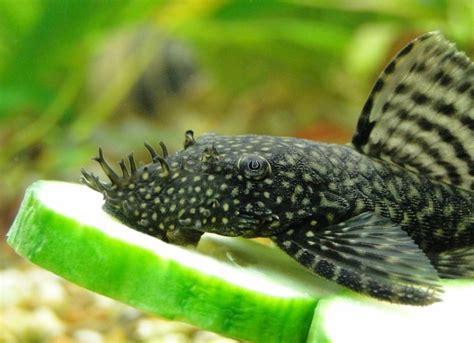 Pleco - The Aquarium Guide