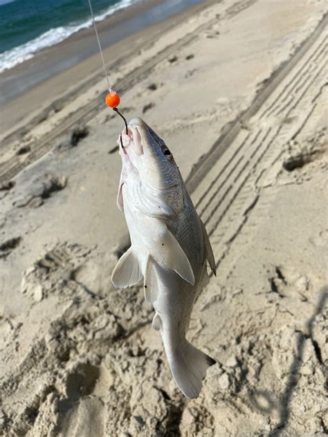 August 9 - 11 Fishing Report | Hatteras Landing