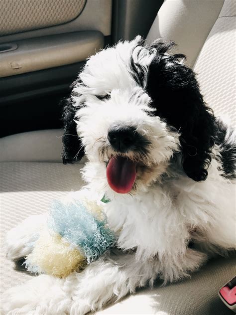 Black And White Goldendoodle Puppies