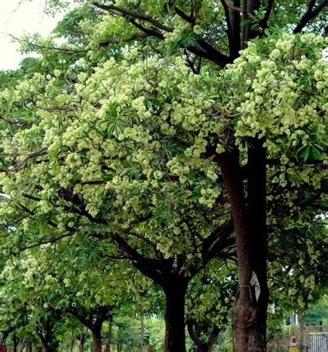 Saptaparni, Dita, Alstonia scholaris – Plant – Lalit Enterprise