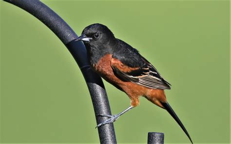 Mostly Birds (but not always): Orchard Orioles Return 5/26/2020