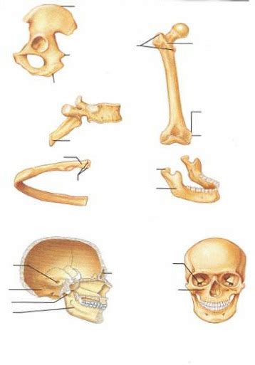 Bone Markings Diagram | Quizlet