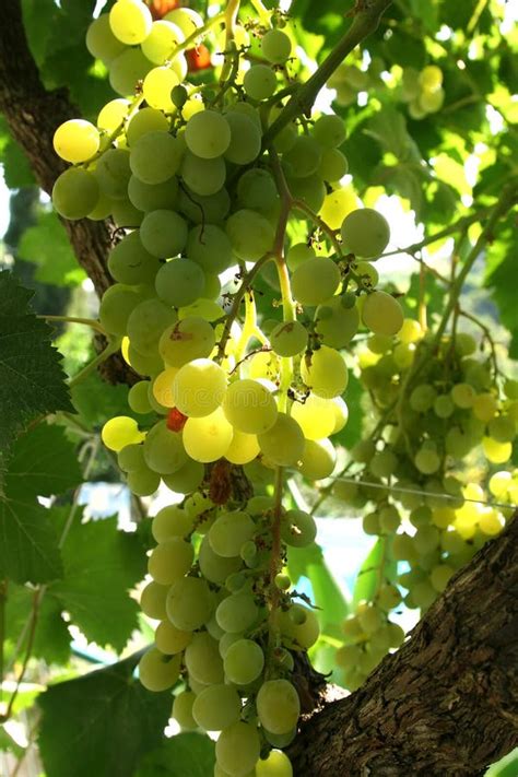 Green grapes stock image. Image of italy, colorful, agriculture - 1771533