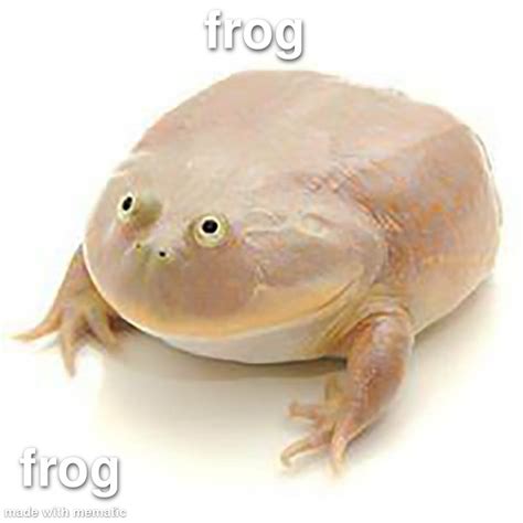 FROG : r/martincitopants