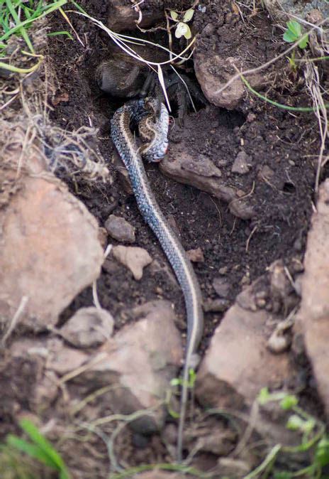 Tarantula EATS foot-long snake in Brazil in world's first for spider ...