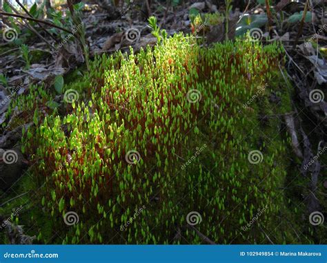 Moss Sporophytes stock photo. Image of flower, forest - 102949854