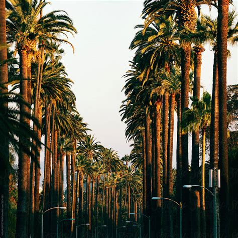 "Los Angeles Palm Trees In Warm Sunset Light" by Stocksy Contributor ...