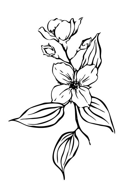 Jasmine flowers Hand drawn botanical illustration. Black and white outline ink drawing. 14241028 ...