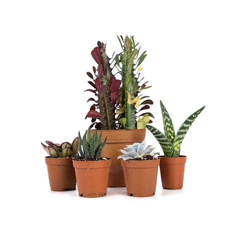 Josh's Frogs Desert Plant Kit 24x18 | Petco