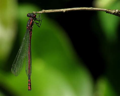 Hanging Around Photograph by John Topman - Fine Art America