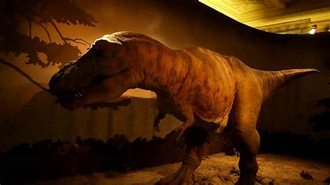 Tyrannosaurus Rex - Natural History Museum - YouTube