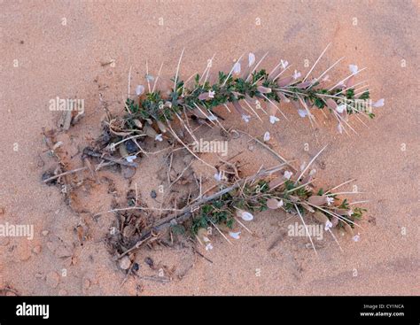 Plant In Desert, Saudi Arabia Stock Photo - Alamy