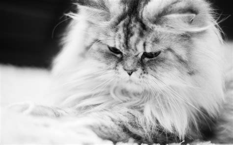 Fluffy Cat Wallpaper Widescreen