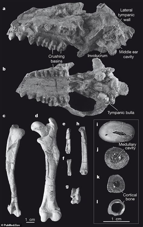 Whales are descendants of 'tiny deer' that walked on land 50 MILLION years ago | Daily Mail Online