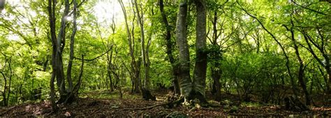 Woodlands: More than just a habitat - Wild Ideas