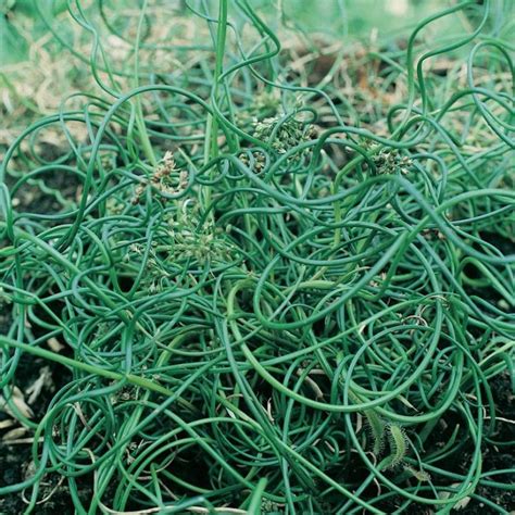 Juncus Spiralis