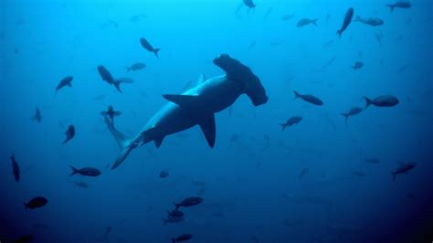 Hammerhead Sharks Wallpapers (58+ pictures) - WallpaperSet