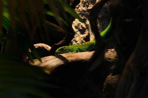 Beautiful green lizard | Free Photo - rawpixel