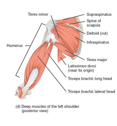 Muscles of the rotator cuff | Human Anatomy and Physiology Lab (BSB 141) | Study Guides