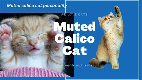 Muted Calico Cat: Breeds, Personality & Traits