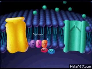 La Proteína G on Make a GIF