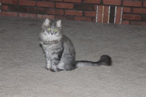 Maine Coon / Persian Mix for Sale in Howell, Michigan Classified | AmericanListed.com