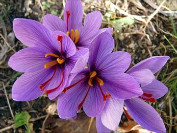 What are the Uses and Health Benefits of Saffron (Kesar, Crocus Sativus)?