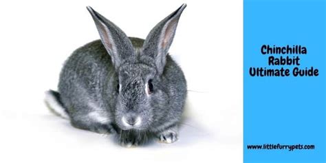 Chinchilla rabbit Ultimate Breed guide - LittleFurryPets