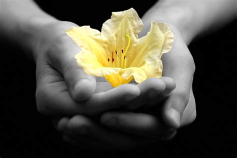 Delicate Yellow Flower In Hands Photograph by Tracie Kaska