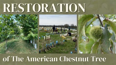 Restoration of The American Chestnut Tree - YouTube