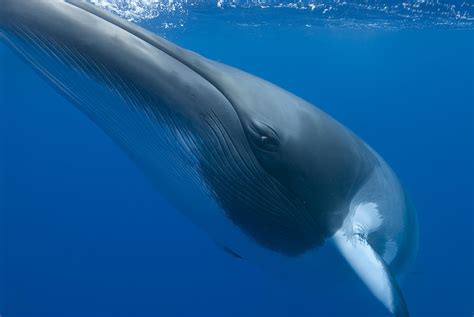 Dwarf Minke Whale Photograph by Juergen Freund - Pixels