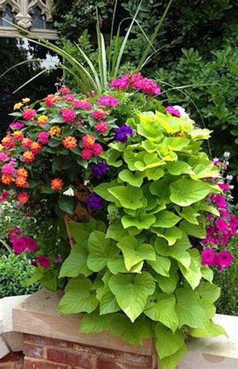 20+ Awesome Low Maintenance Outdoor Potted Plants Ideas - SWEETYHOMEE