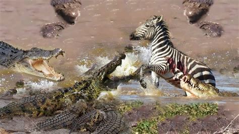 Crocodile Attacks Zebra at Africa Serengeti Deadliest Crocodile Hunt - Wild animals - YouTube