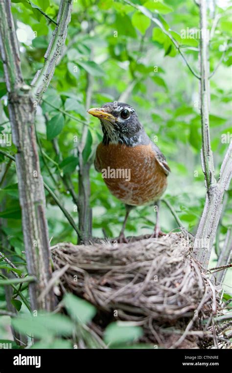 American Robin at Nest Stock Photo - Alamy