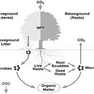 Forest carbon sequestration | Download Scientific Diagram