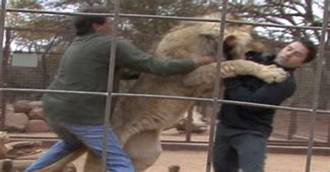 OMG!!! Lion Eating A Man - video Dailymotion