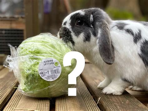 Can rabbits eat iceberg lettuce? - New Rabbit Owner