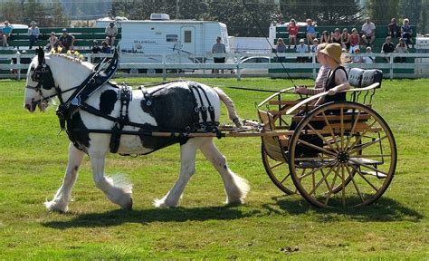 ArtStation - Clydesdale Horses with Cart + Full Harness | 110+ Photos | Horse Reference Photos ...