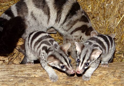 African Civet Animal | Facts Information & Latest Pictures | All ...