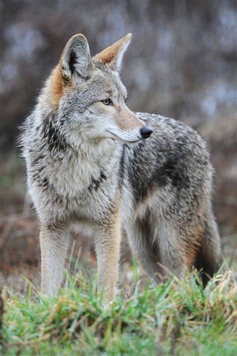 EL COYOTE, EL SEÑOR Y “LAS GALLINAS” – PopNo'j