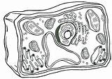 Biology Coloring Pages At GetColoringscom  Free printable Colorings sketch template