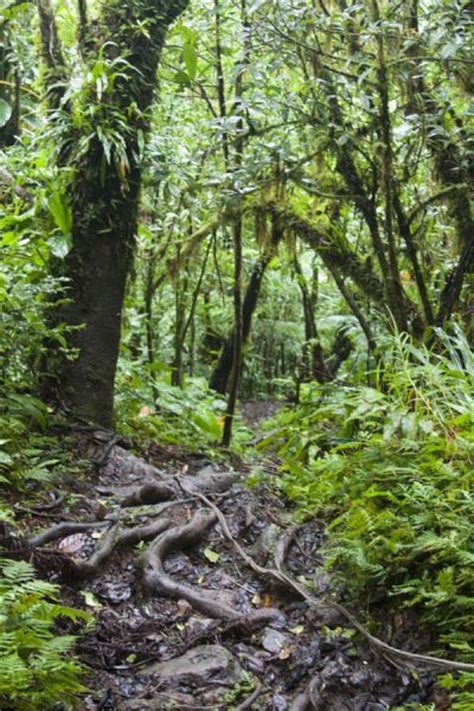 Nevis Peak hike | Travel Story and Pictures from Saint Kitts and Nevis