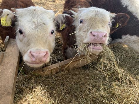 Miniature Hereford Cattle | Hereford cattle, Miniature cattle ...