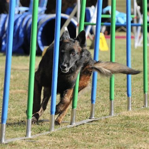 Dog Agility Weave Poles - Training Tips & Advice For Training At Home