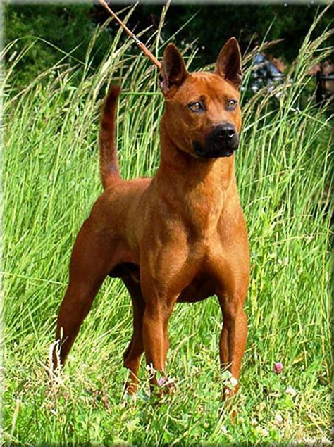 Thai ridgeback | Dog breeds, Thai ridgeback, Cute dogs