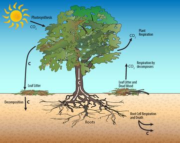 1A: Trees: The Carbon Storage Experts!