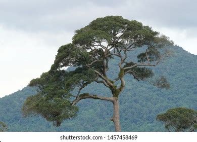 47 Apitong leaves 图片、库存照片和矢量图 | Shutterstock